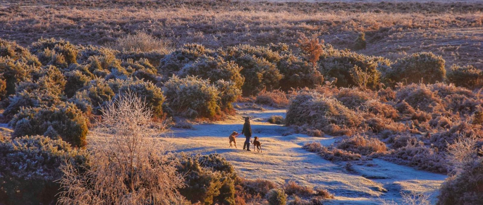 A person walks two dogs on leads in the New Forest at wintertime